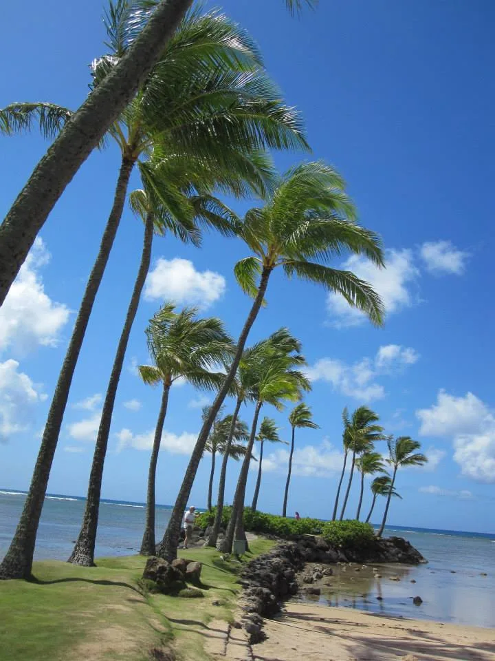 Hawaii, 2014 (Fortsetzung)